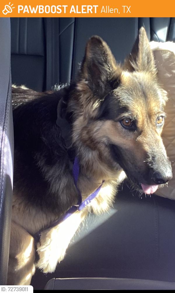 Found/Stray Unknown Dog last seen navarro drive, Allen, TX 75013