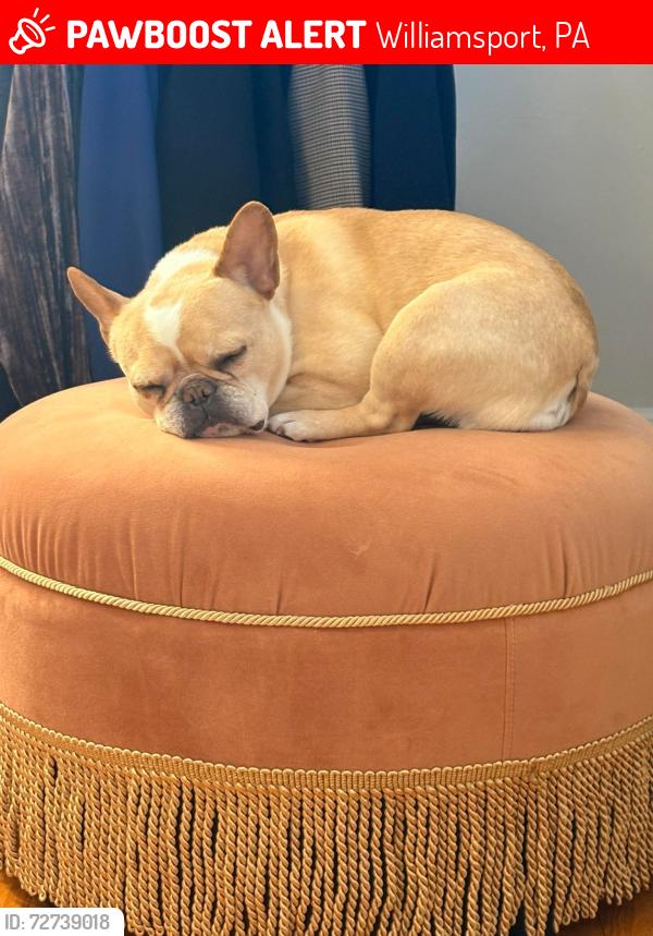 Lost Female Dog last seen Second  Ave Williamsport, Pa, Williamsport, PA 17701