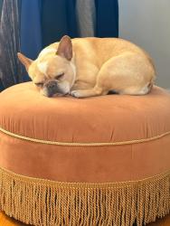 Lost Female Dog last seen Second  Ave Williamsport, Pa, Williamsport, PA 17701