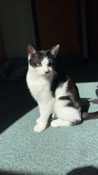 Lost Female Cat last seen Sandy lane, Surrey, England GU22 8AN