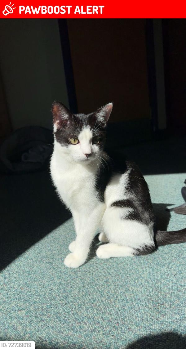 Lost Female Cat last seen Sandy lane, Surrey, England GU22 8AN