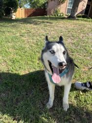 Found/Stray Female Dog last seen None , Fort Worth, TX 76244