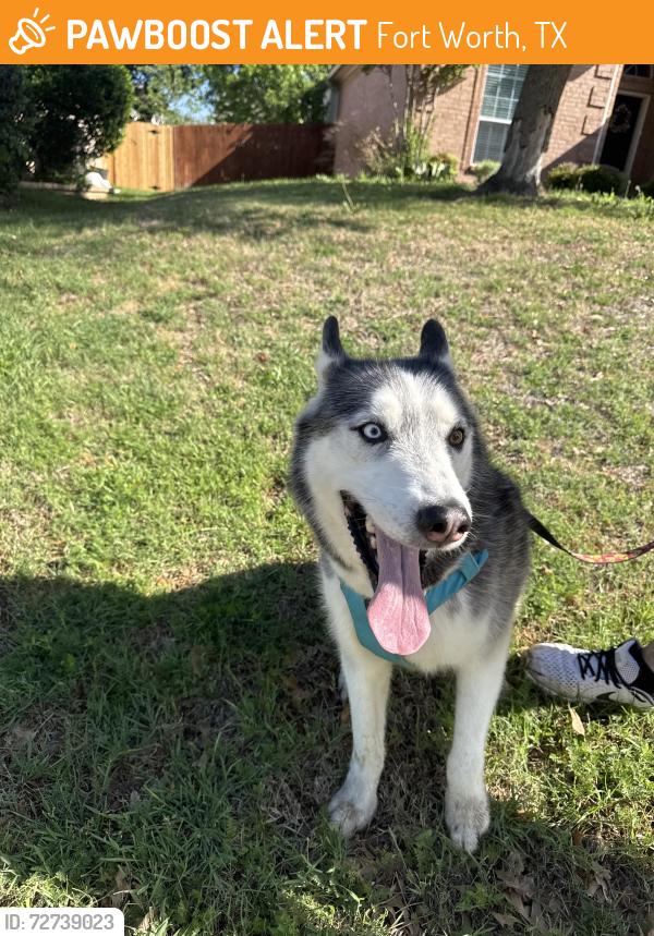 Found/Stray Female Dog last seen None , Fort Worth, TX 76244