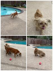 Found/Stray Female Dog last seen West Laurel Oaks/ Holly Circle, Richmond, TX 77469