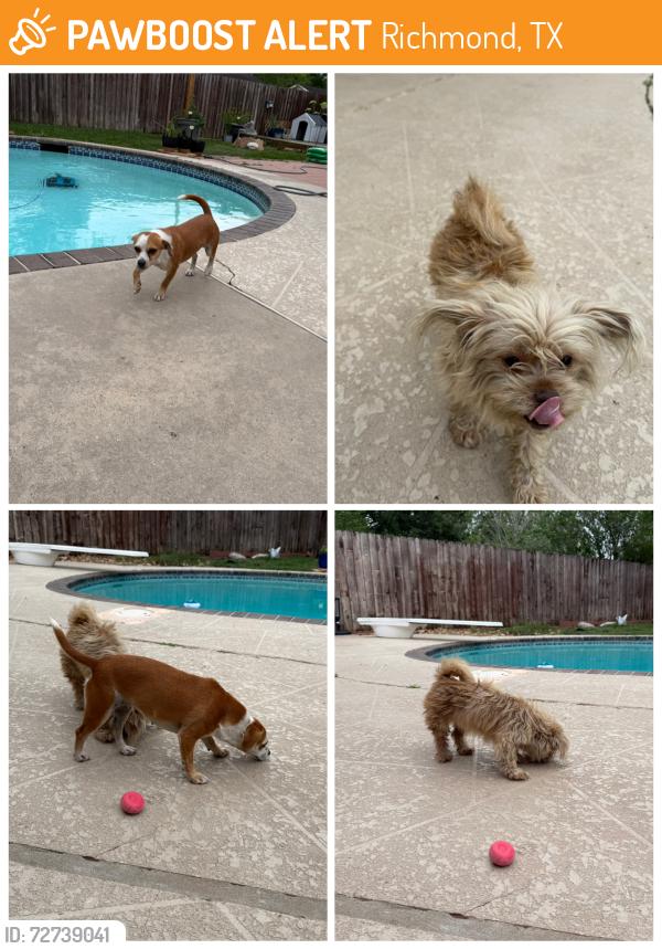 Found/Stray Female Dog last seen West Laurel Oaks/ Holly Circle, Richmond, TX 77469
