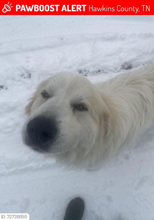 Lost Male Dog last seen Sweetcreek Rd, Hawkins County, TN 37731