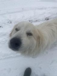 Lost Male Dog last seen Sweetcreek Rd, Hawkins County, TN 37731