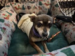 Found/Stray Female Dog last seen Dos Palmas rd and mesa view Dr , Victorville, CA 92392
