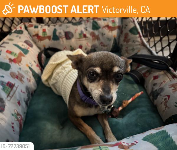 Found/Stray Female Dog last seen Dos Palmas rd and mesa view Dr , Victorville, CA 92392