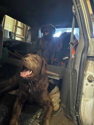 Found/Stray Unknown Dog last seen Sunset Drive, Jordan, MN 55352