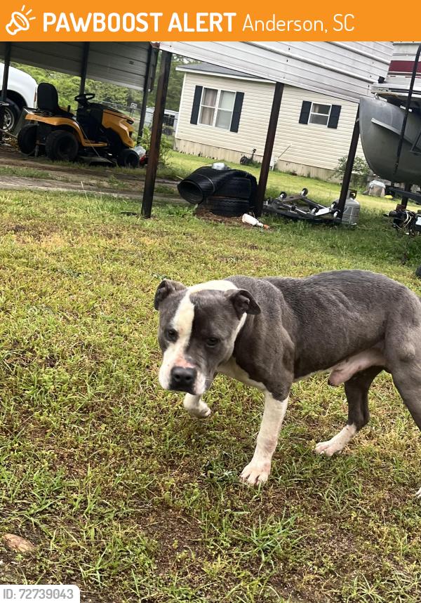 Found/Stray Male Dog last seen Airline Rd Anderson, SC 29624, Anderson, SC 29624