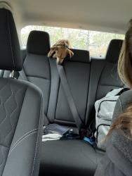 Found/Stray Female Dog last seen Deer Run apmts , Claremore, OK 74019