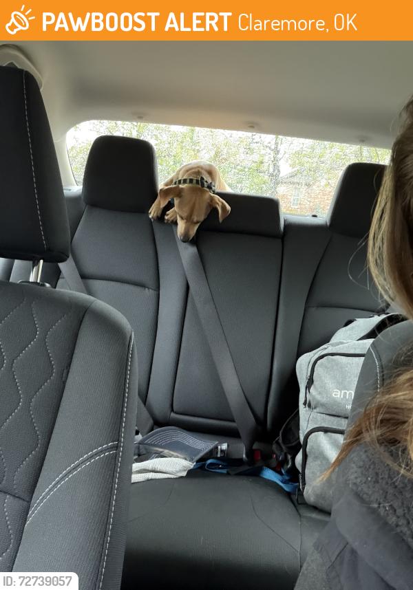 Found/Stray Female Dog last seen Deer Run apmts , Claremore, OK 74019