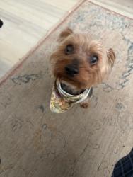 Found/Stray Male Dog last seen Near Justin rd copper canyon tx, Copper Canyon, TX 75077