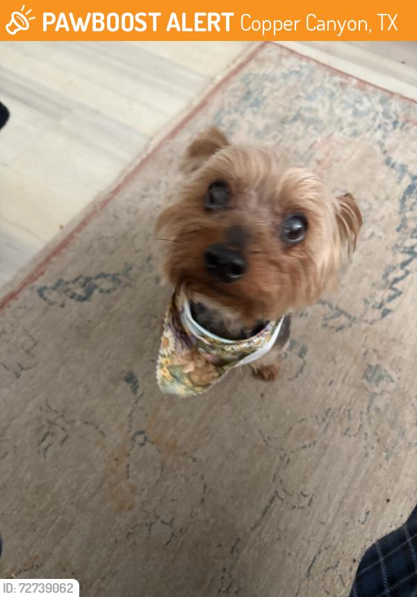 Found/Stray Male Dog last seen Near Justin rd copper canyon tx, Copper Canyon, TX 75077