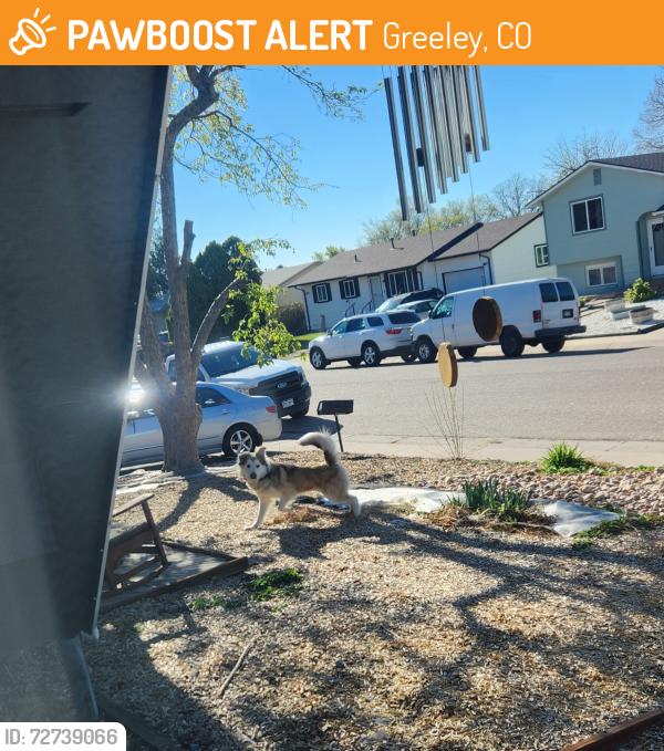 Found/Stray Unknown Dog last seen 30th street rd greeley co 80631, Greeley, CO 80620