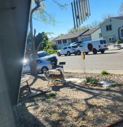 Found/Stray Unknown Dog last seen 30th street rd greeley co 80631, Greeley, CO 80620