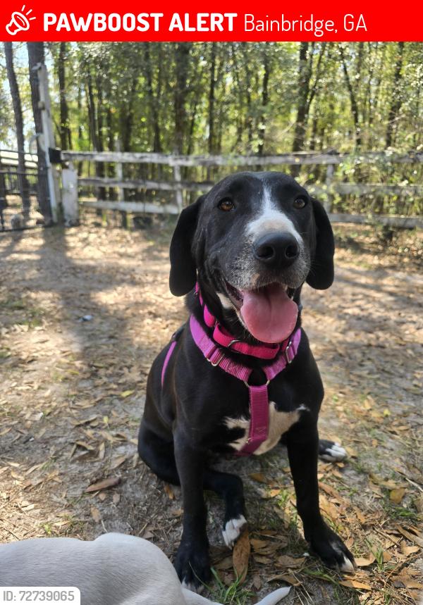 Lost Female Dog last seen Near Turkey Trail Dr Bainbridge Ga, Bainbridge, GA 39819