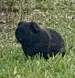 Found/Stray Unknown Other last seen Santa Barbara &SE40, Cape Coral, FL 33904