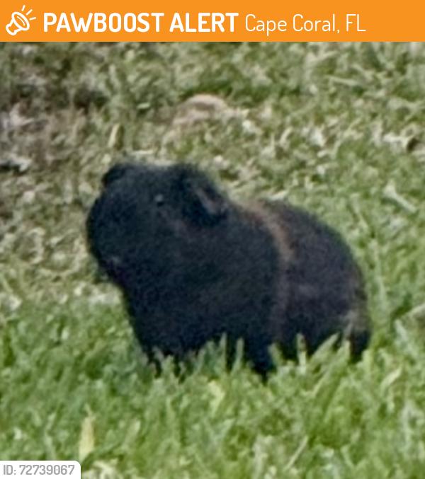 Found/Stray Unknown Other last seen Santa Barbara &SE40, Cape Coral, FL 33904