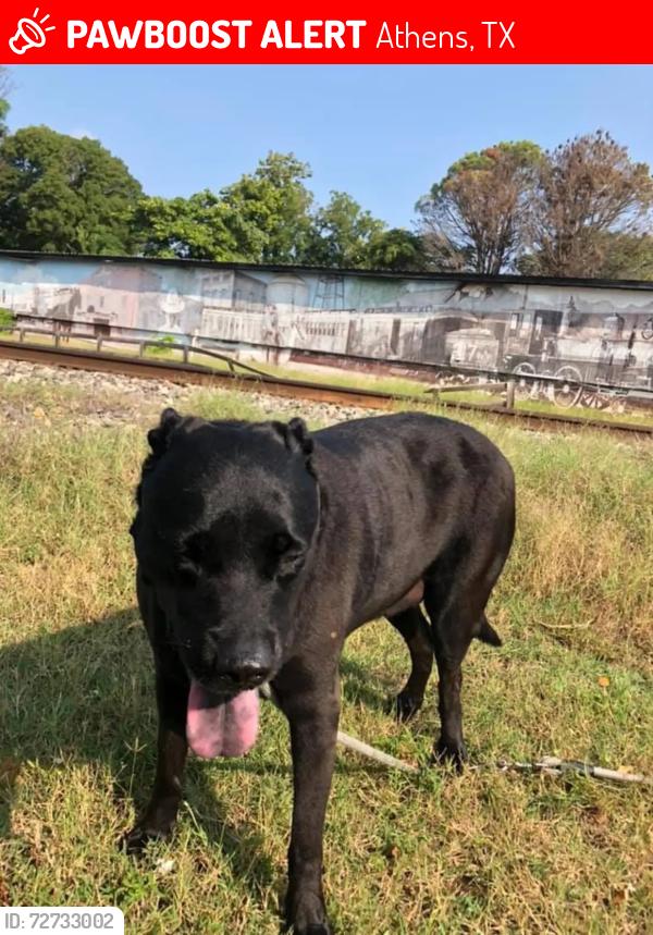 Lost Female Dog last seen laird lane and robbins road athens tx, Athens, TX 75751
