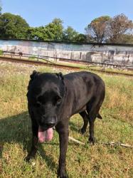 Lost Female Dog last seen laird lane and robbins road athens tx, Athens, TX 75751