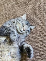 Lost Male Cat last seen Hwy.183 bridge over hey. 11, Walhalla, SC 29691