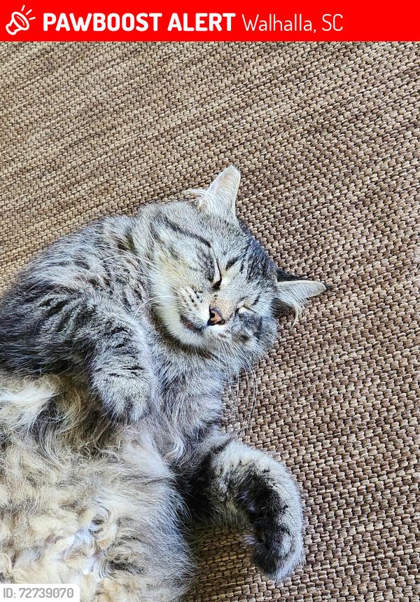 Lost Male Cat last seen Hwy.183 bridge over hey. 11, Walhalla, SC 29691