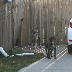 Found/Stray Male Dog last seen Hiram & McCormick, Wichita, KS 67213