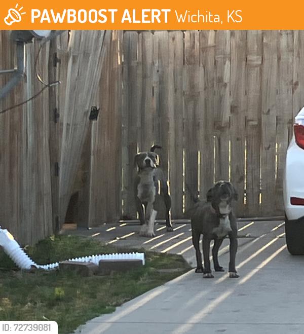 Found/Stray Male Dog last seen Hiram & McCormick, Wichita, KS 67213
