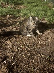 Found/Stray Unknown Cat last seen Wilderness Rd and Village Grove Rd, Raleigh, NC 27613