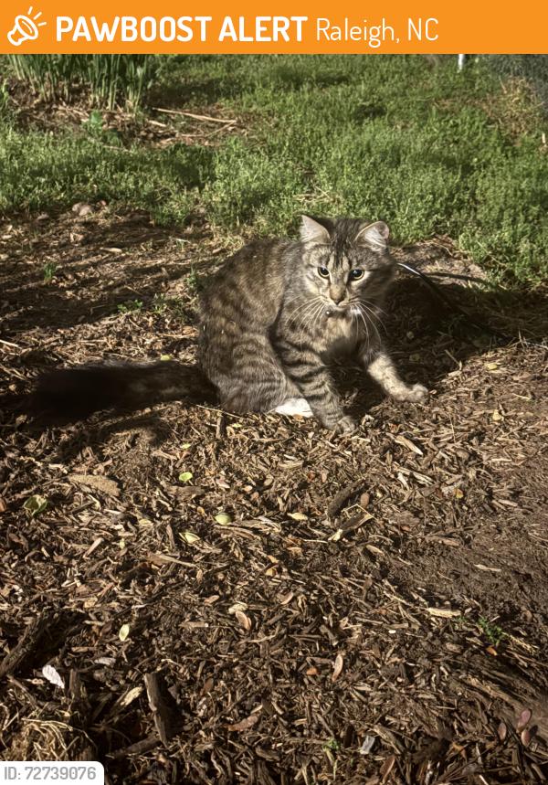 Found/Stray Unknown Cat last seen Wilderness Rd and Village Grove Rd, Raleigh, NC 27613