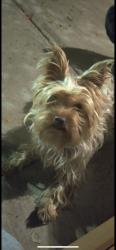 Lost Female Dog last seen 9th millwake, Lubbock, TX 79401