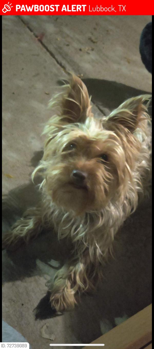 Lost Female Dog last seen 9th millwake, Lubbock, TX 79401