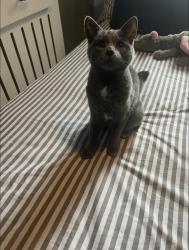 Lost Female Cat last seen Lockwood street , Baddeley Green, England ST2 7HN