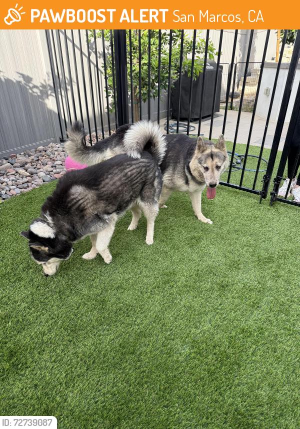 Found/Stray Female Dog last seen Richland elementary , San Marcos, CA 92069