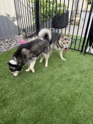Found/Stray Female Dog last seen Richland elementary , San Marcos, CA 92069