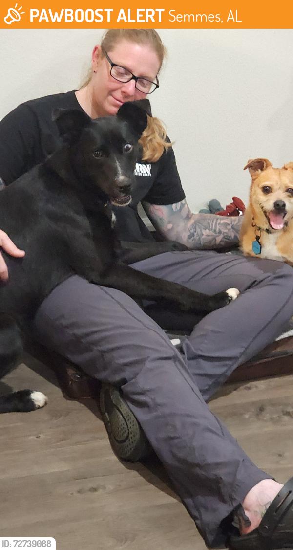 Found/Stray Female Dog last seen Jeremy Dr. and Snow Rd, Semmes, AL 36575