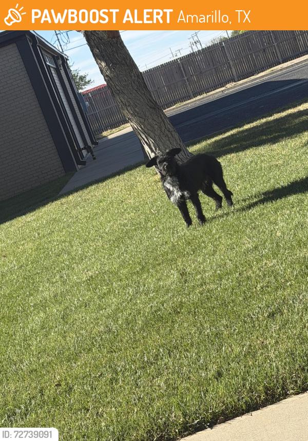 Found/Stray Unknown Dog last seen Bell St & Estacado Lane, Amarillo, TX 79109