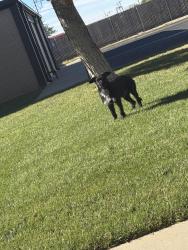 Found/Stray Unknown Dog last seen Bell St & Estacado Lane, Amarillo, TX 79109