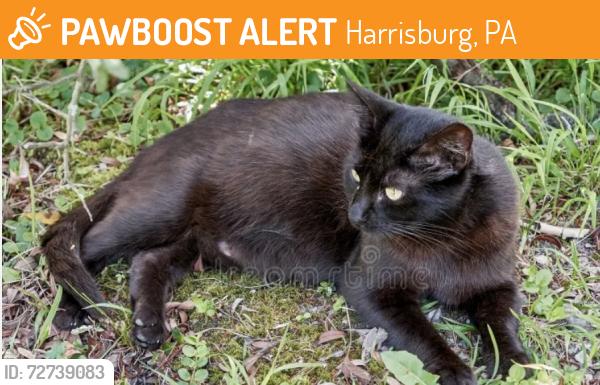 Found/Stray Unknown Cat last seen Jonestown rd, Harrisburg, PA 17109