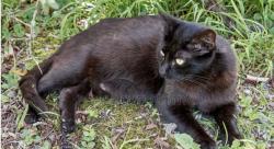 Found/Stray Unknown Cat last seen Jonestown rd, Harrisburg, PA 17109
