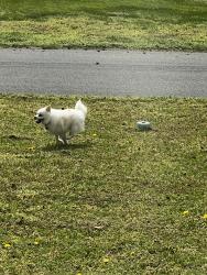 Found/Stray Male Dog last seen Warren St& King St by The Dog Company, Fruitland, MD 21826