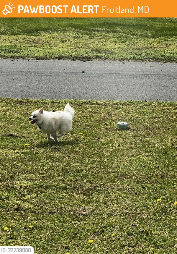 Found/Stray Male Dog last seen Warren St& King St by The Dog Company, Fruitland, MD 21826