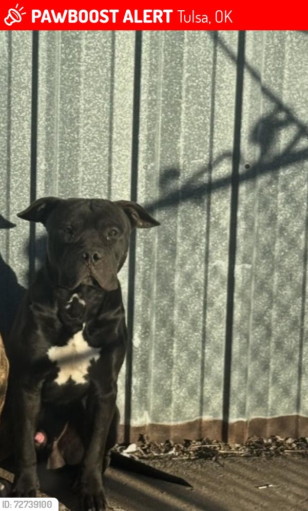 Lost Male Dog last seen 49th west, Tulsa, OK 74127