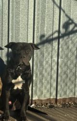 Lost Male Dog last seen 49th west, Tulsa, OK 74127