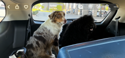 Found/Stray Unknown Dog last seen Western and Memorial, Oklahoma City, OK 73114