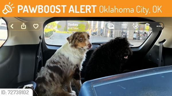 Found/Stray Unknown Dog last seen Western and Memorial, Oklahoma City, OK 73114