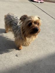 Found/Stray Male Dog last seen Philadelphia and Central by Smart & Final , Chino, CA 91710