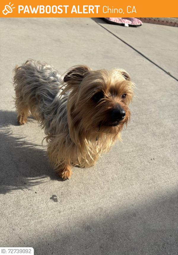 Found/Stray Male Dog last seen Philadelphia and Central by Smart & Final , Chino, CA 91710
